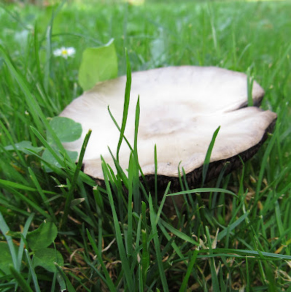 Meet your Posher, Janie - Picture 1 of 1